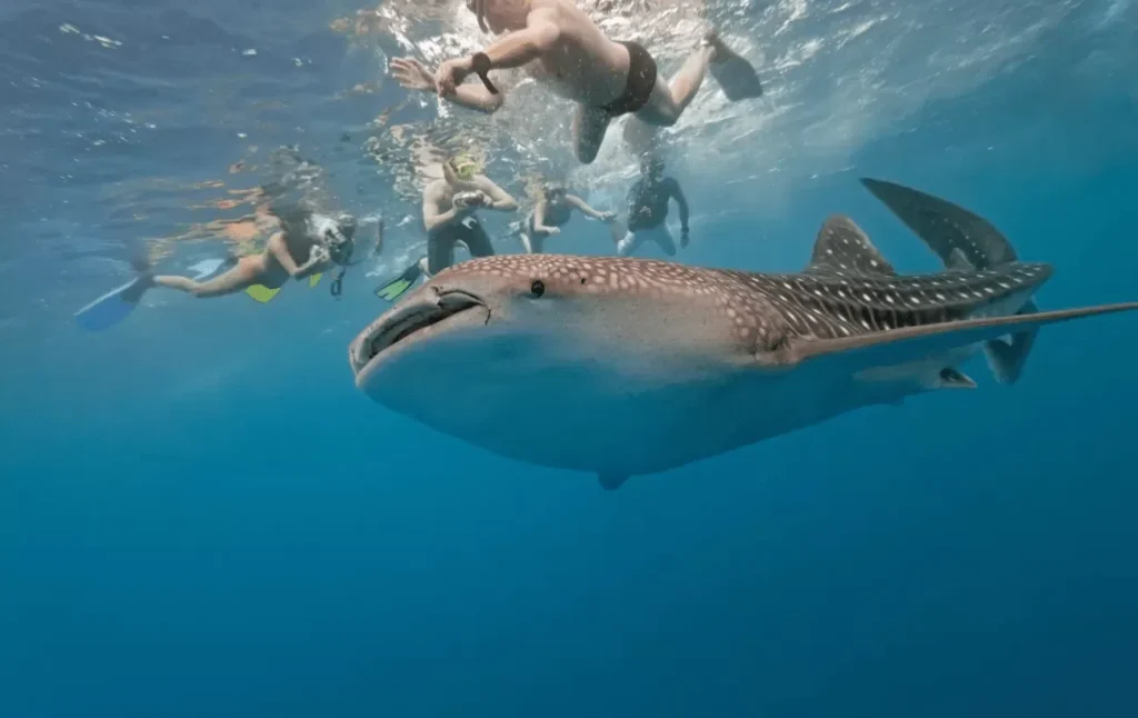 Snorkeling aux Seychelles
